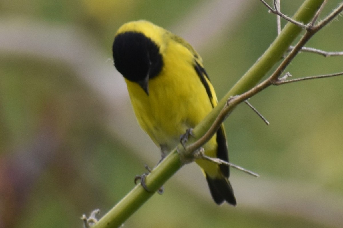 Hooded Siskin - ML646137312