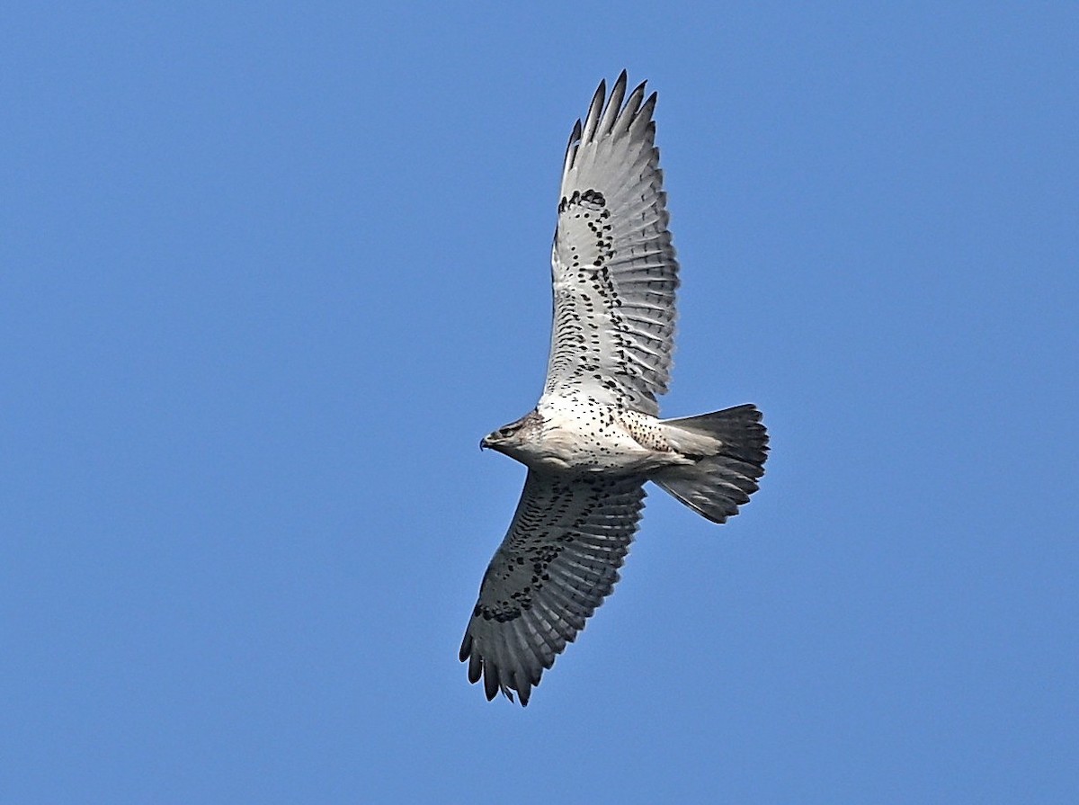 Ferruginous Hawk - ML646137317