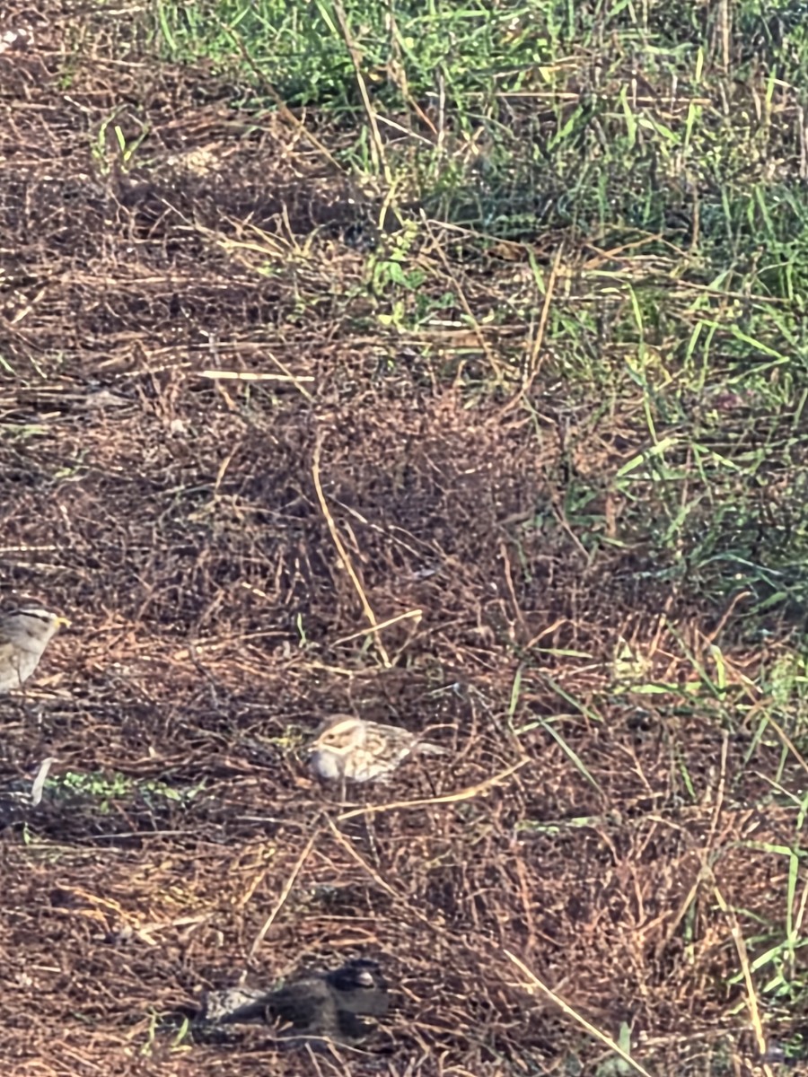 Clay-colored Sparrow - ML646137318