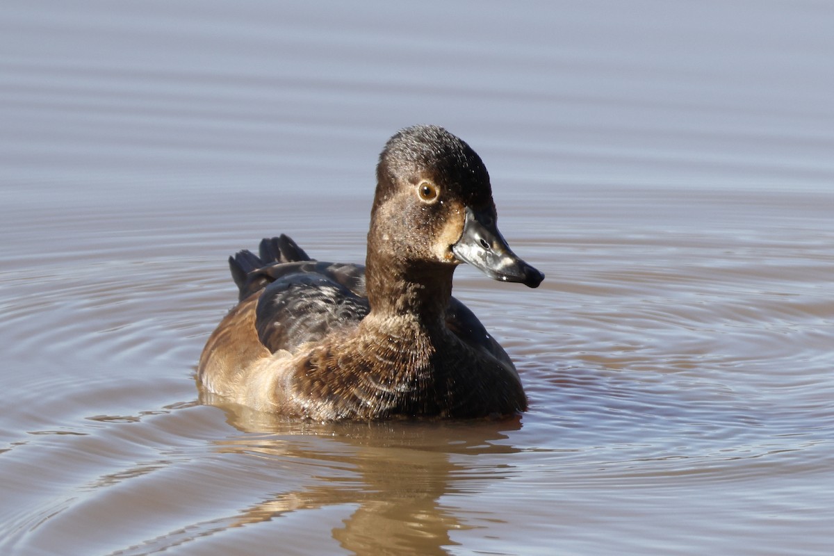 Ring-necked Duck - ML646137319