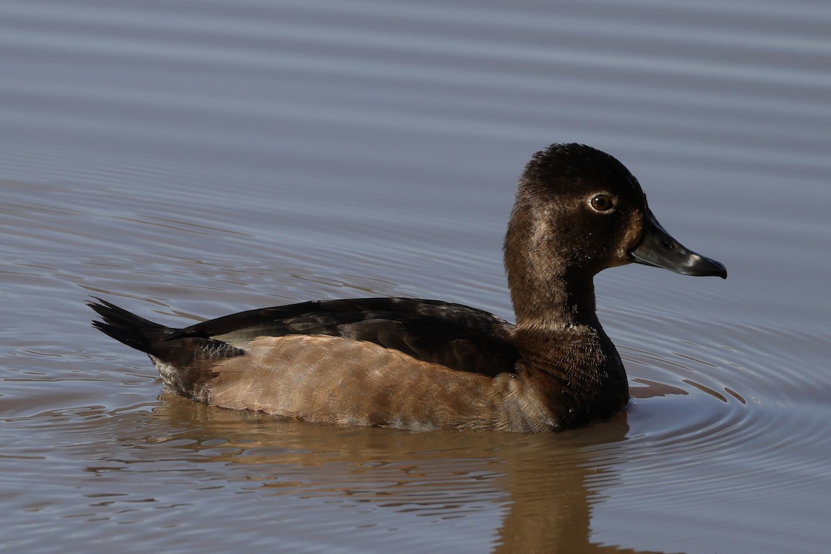 Ring-necked Duck - ML646137320