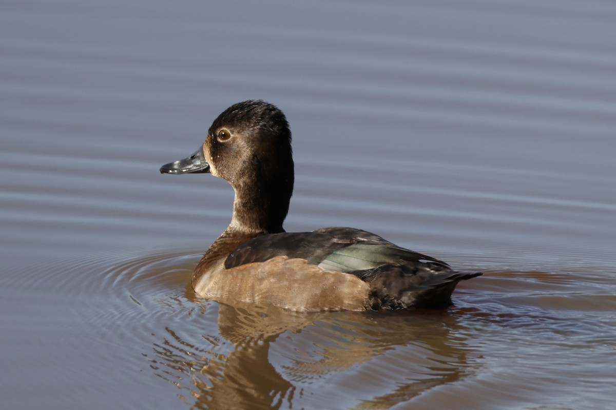 Ring-necked Duck - ML646137321