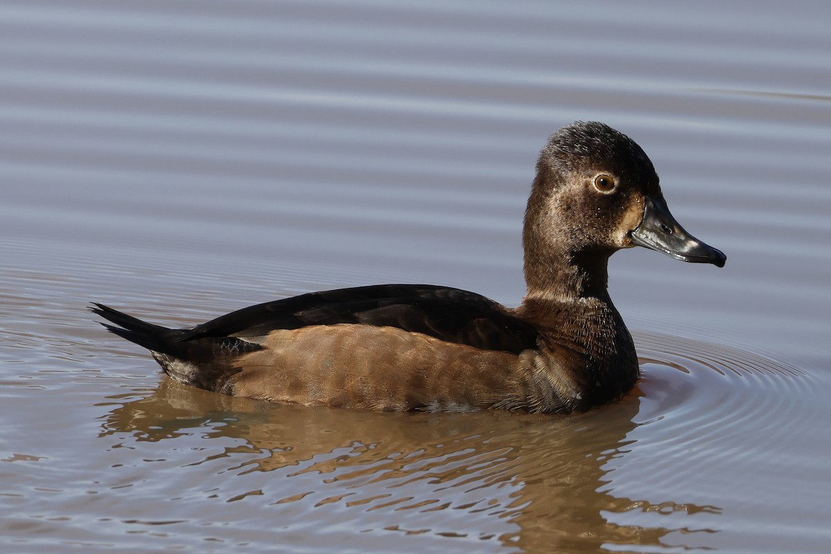 Ring-necked Duck - ML646137322