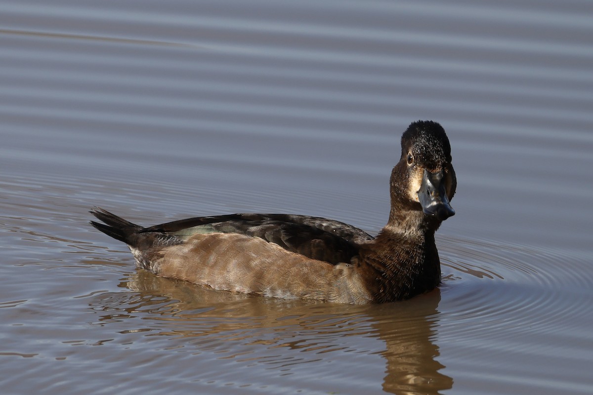 Ring-necked Duck - ML646137323