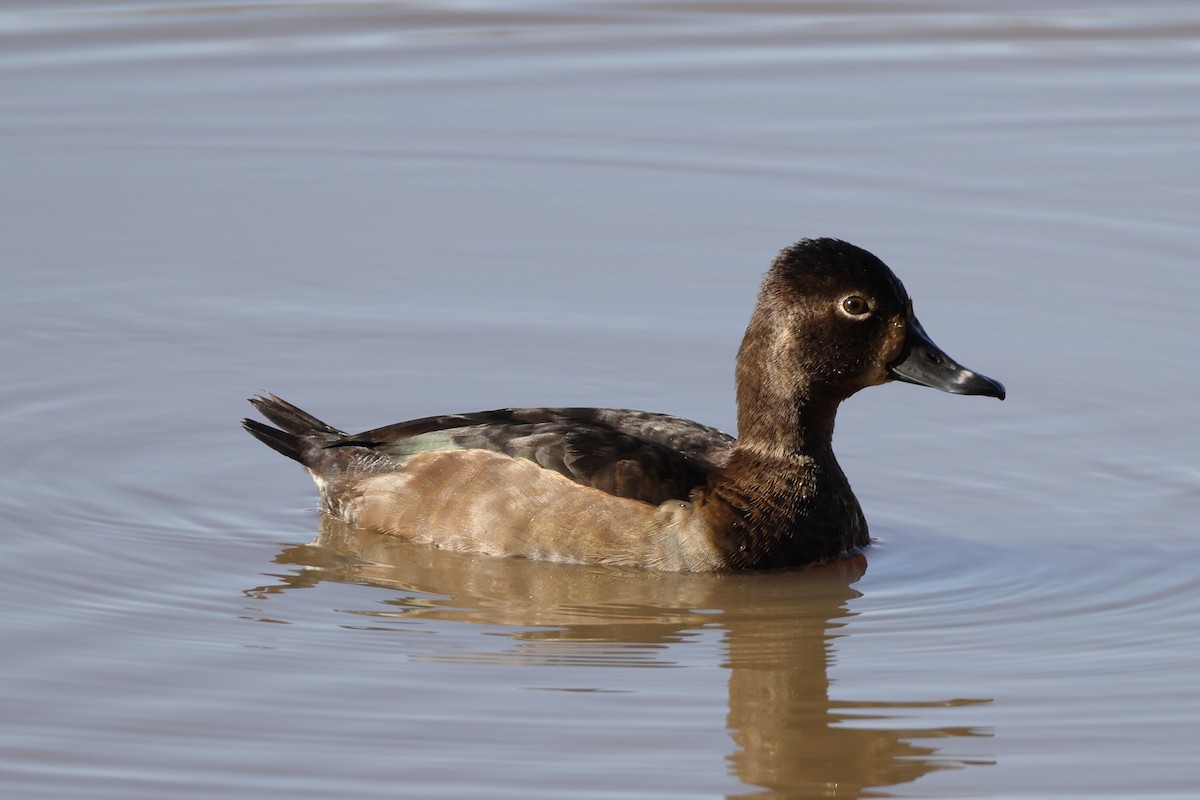 Ring-necked Duck - ML646137324
