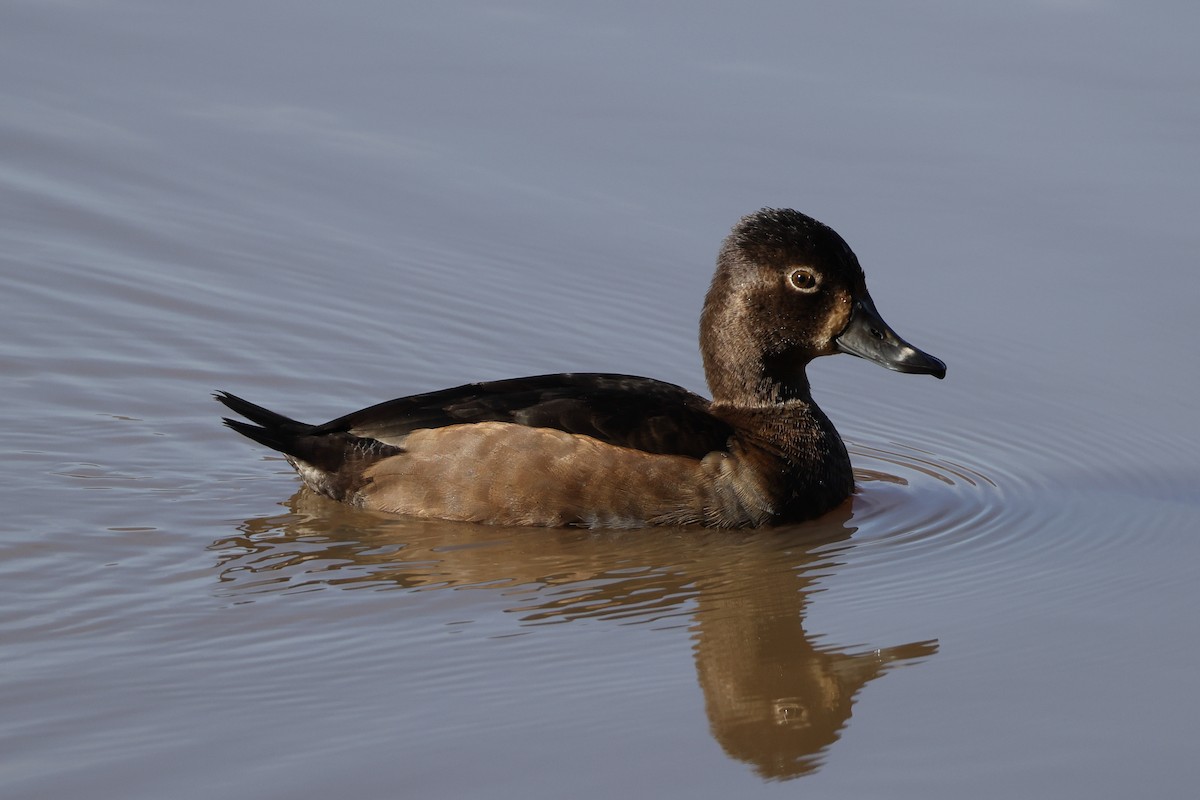 Ring-necked Duck - ML646137325