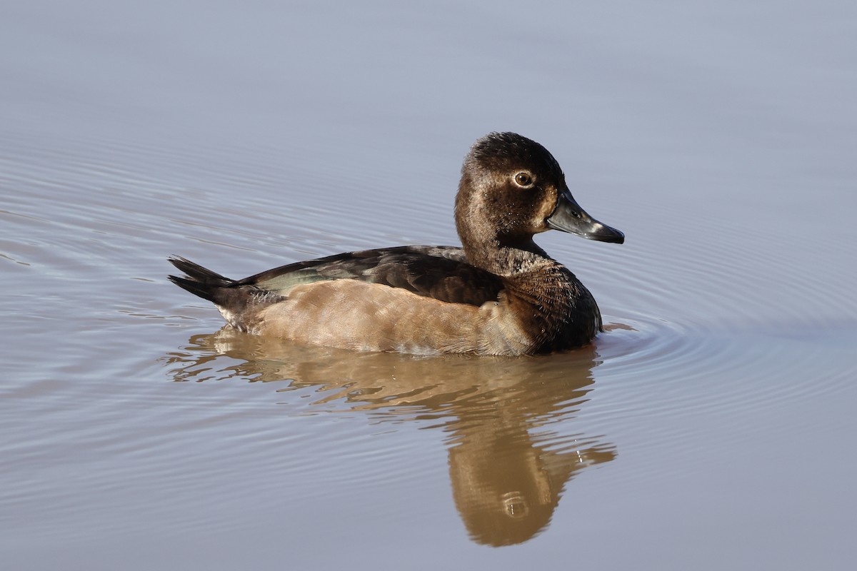 Ring-necked Duck - ML646137326