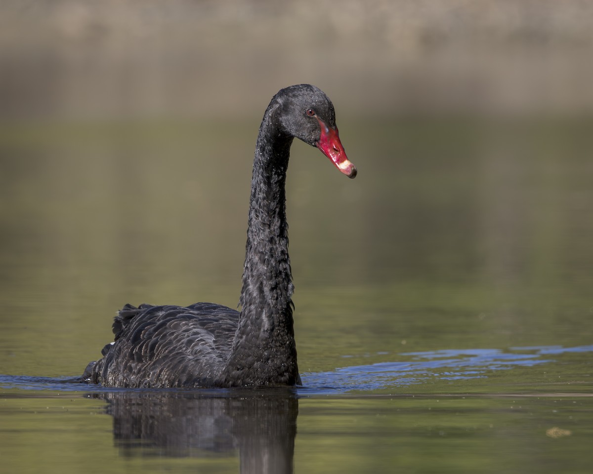 Black Swan - ML646137331