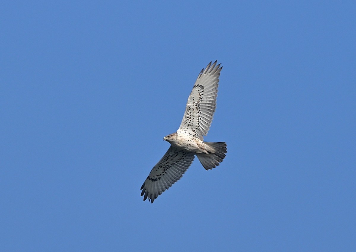 Ferruginous Hawk - ML646137332