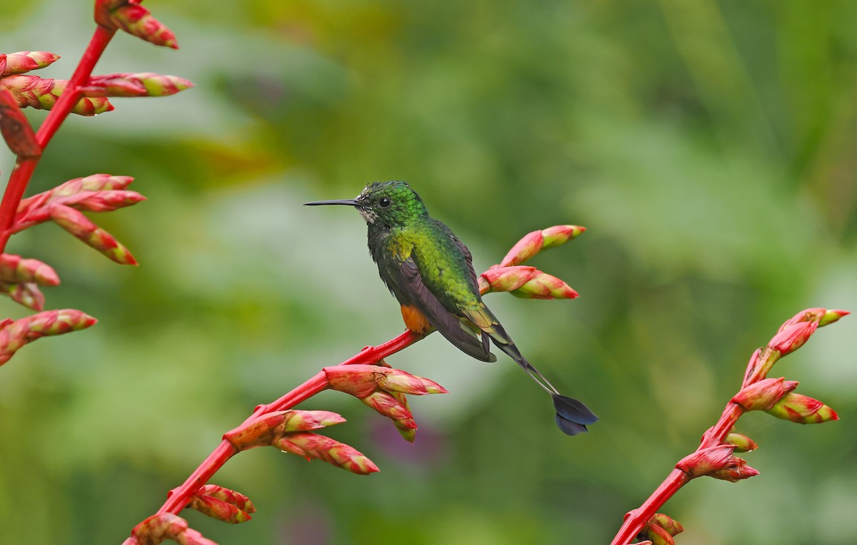 Peruvian Racket-tail - ML646137341