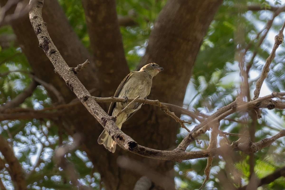 Willcocks's Honeyguide - ML646137347