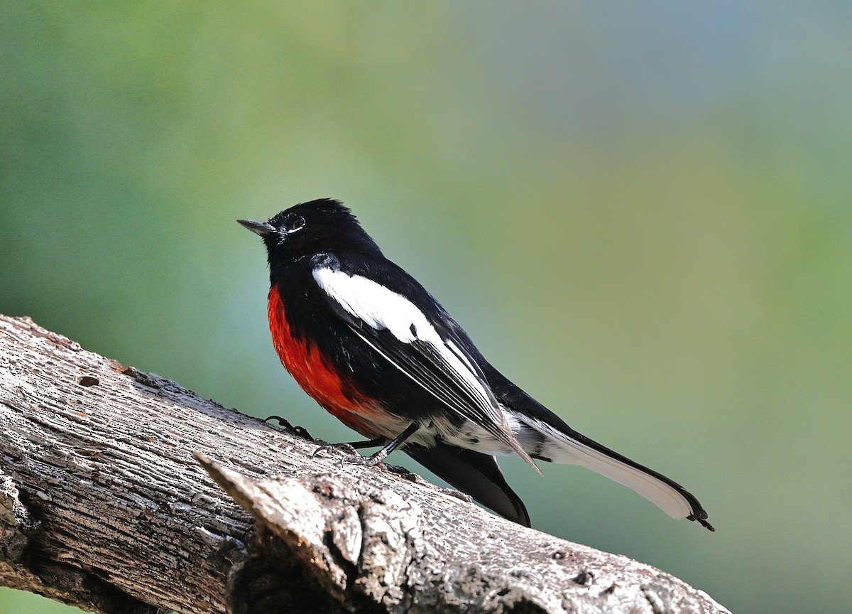 Painted Redstart - ML646137355