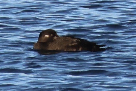 duck sp. - ML646137357
