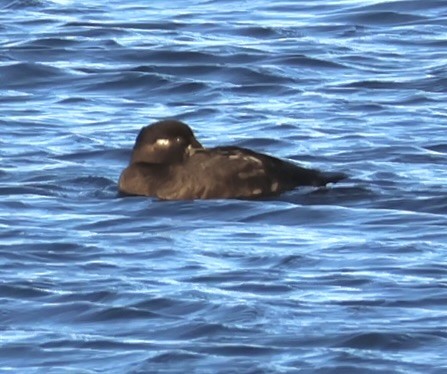 duck sp. - ML646137358