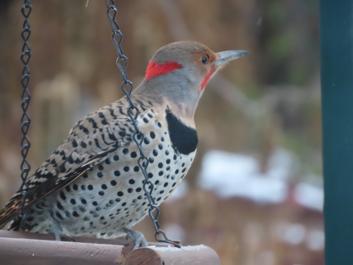 Northern Flicker - ML646137360