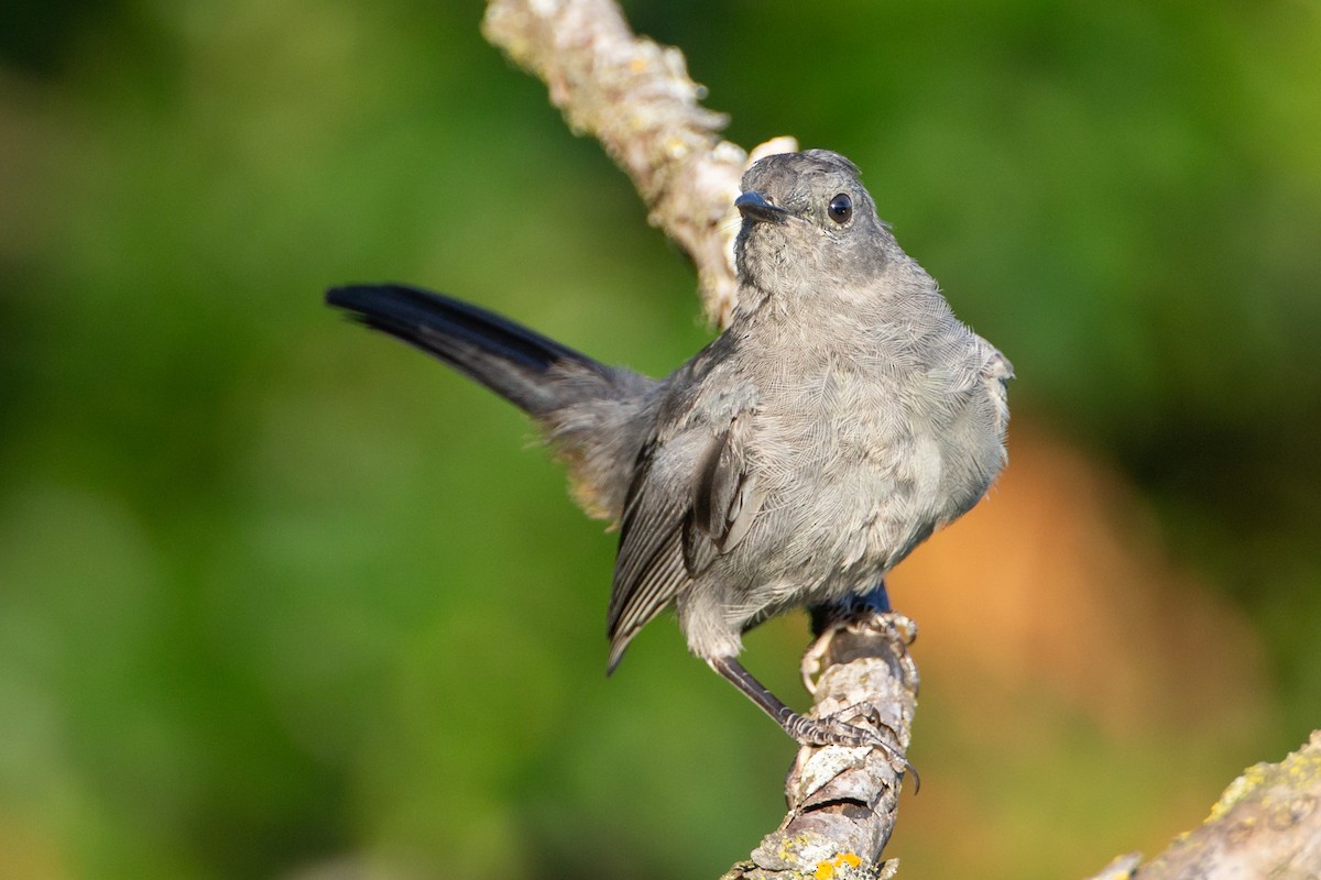 Gray Catbird - ML646137365