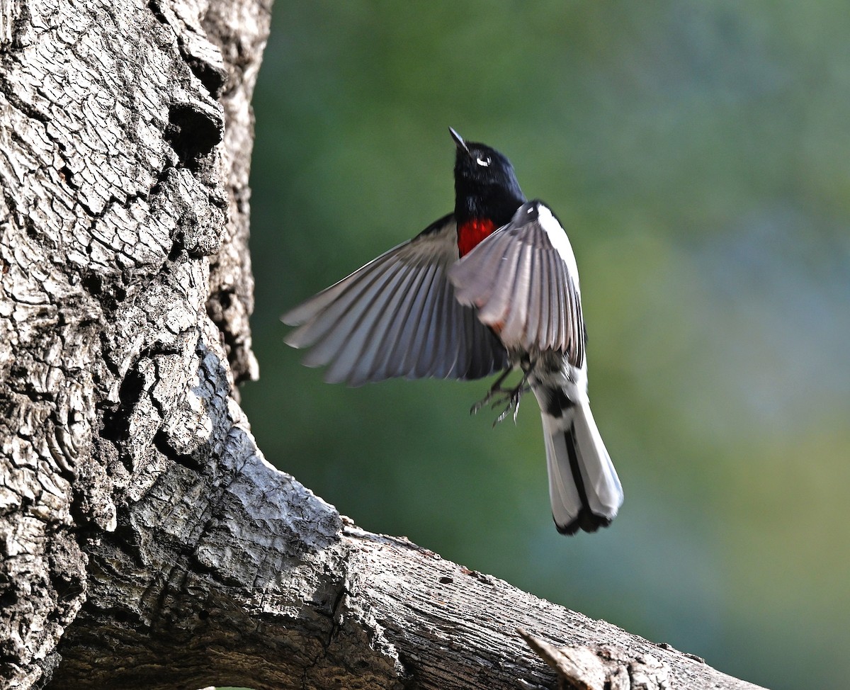 Painted Redstart - ML646137368