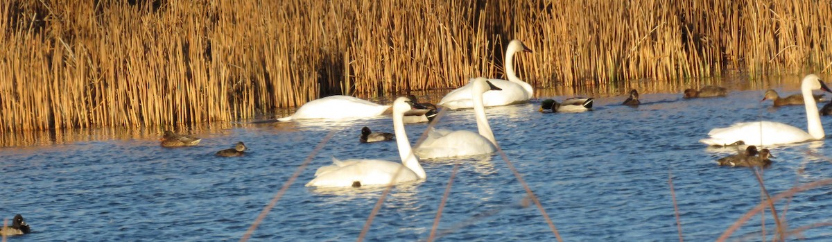 Trompeterschwan - ML646137383