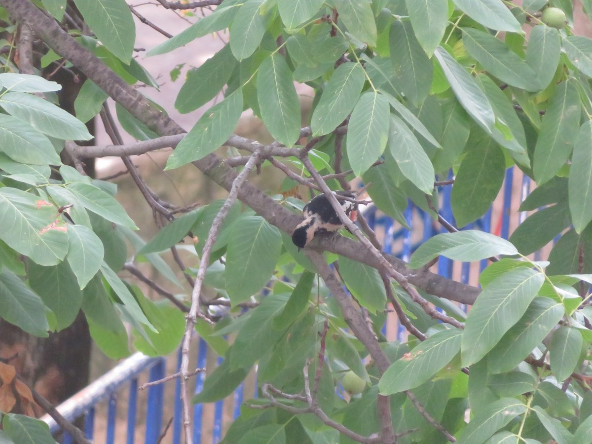 Syrian Woodpecker - ML646137391