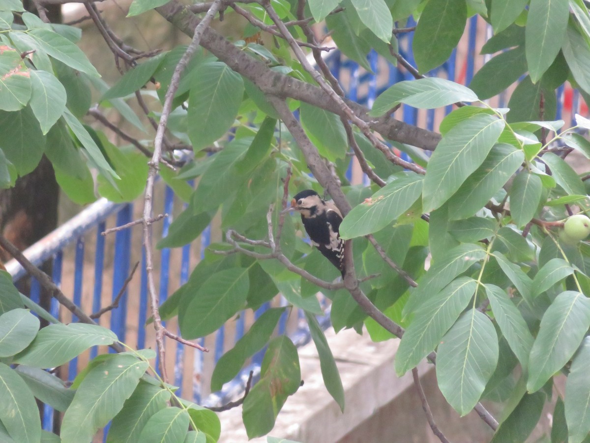 Syrian Woodpecker - ML646137394