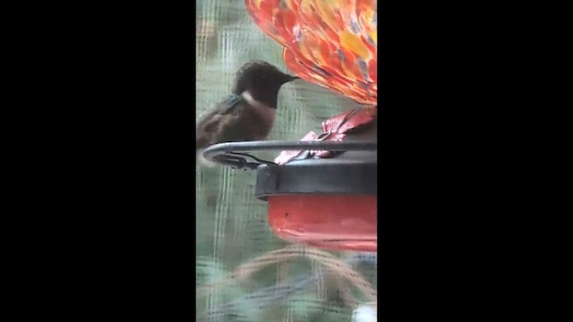 Ruby-throated Hummingbird - ML646137400