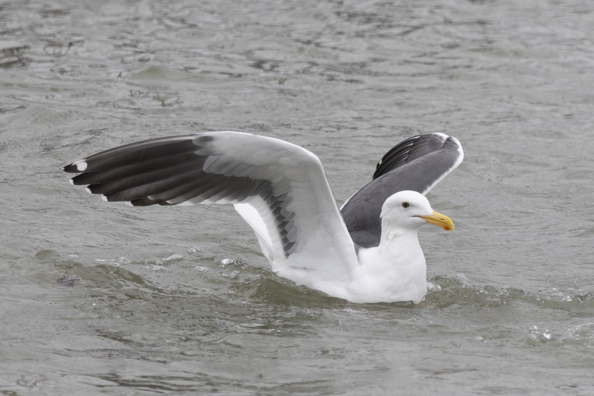 アメリカオオセグロカモメ - ML646137401