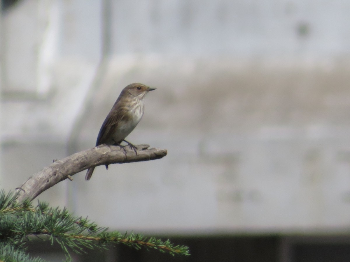 Spotted Flycatcher - ML646137406
