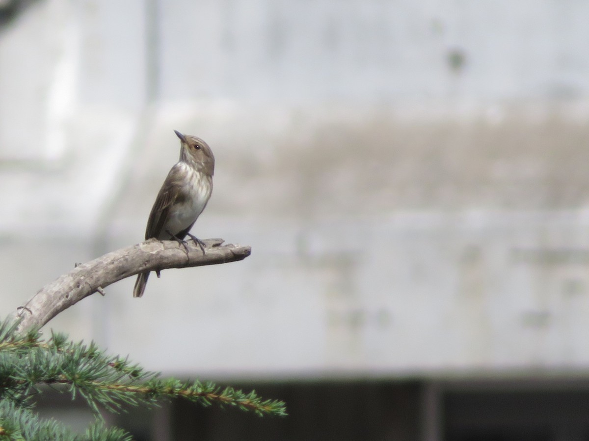Spotted Flycatcher - ML646137407