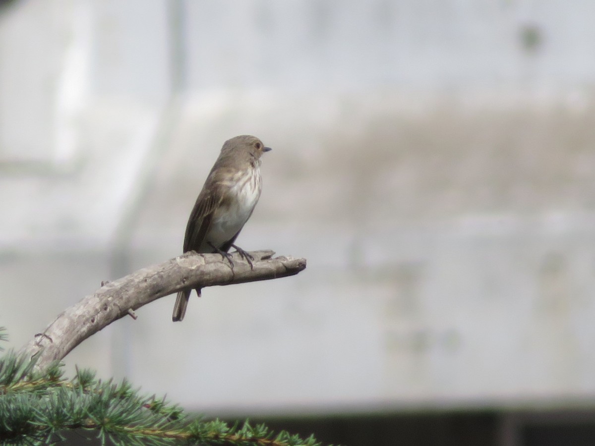 Spotted Flycatcher - ML646137408