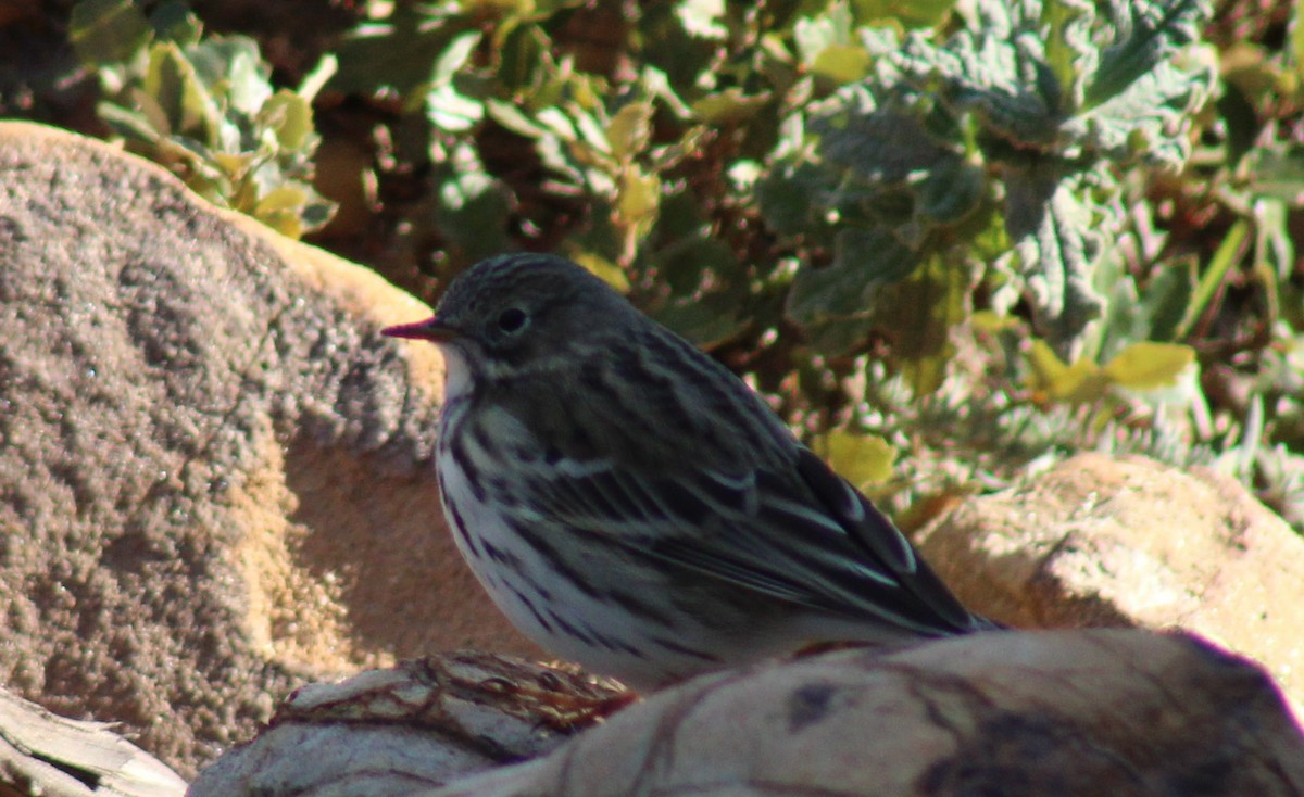 Meadow Pipit - ML646137414