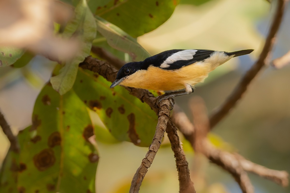 Yellow-bellied Hyliota - ML646137417