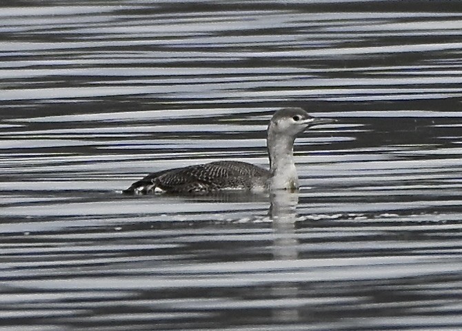 Red-throated Loon - ML646137423