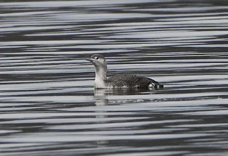 Red-throated Loon - ML646137426
