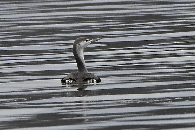 Red-throated Loon - ML646137429