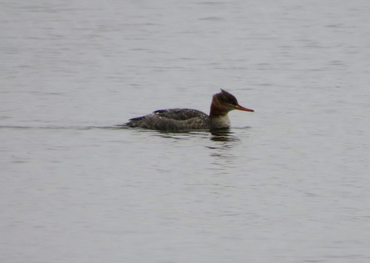 Red-breasted Merganser - ML646137430