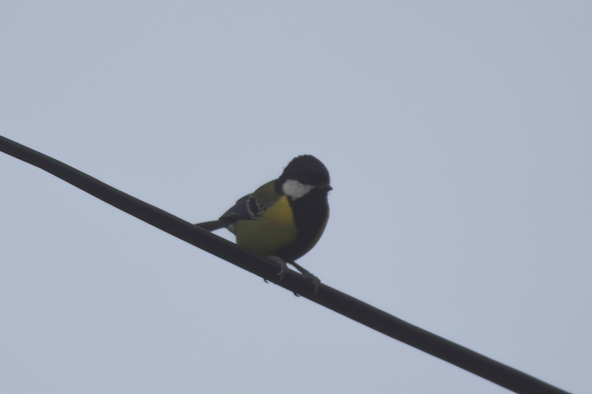 Green-backed Tit - ML646137439