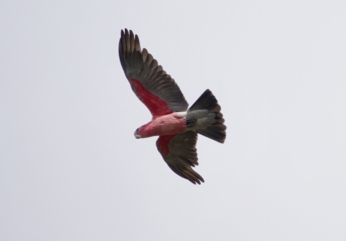 Galah - ML646137450
