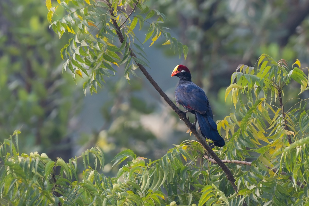 Violet Turaco - ML646137452