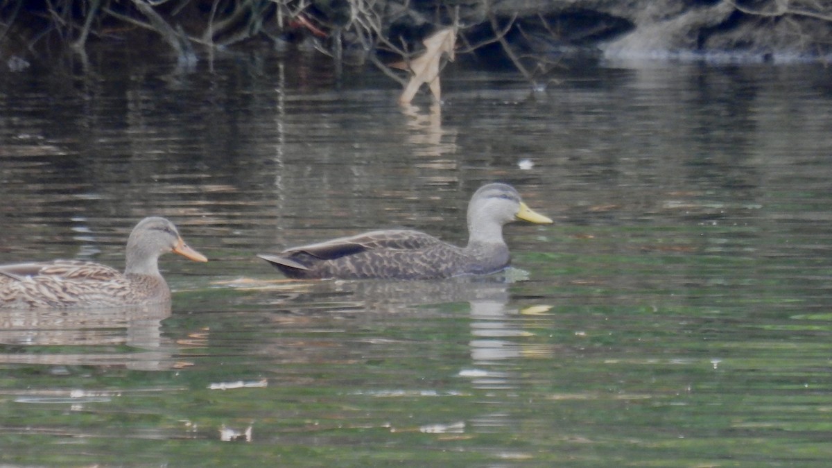 American Black Duck - ML646137454