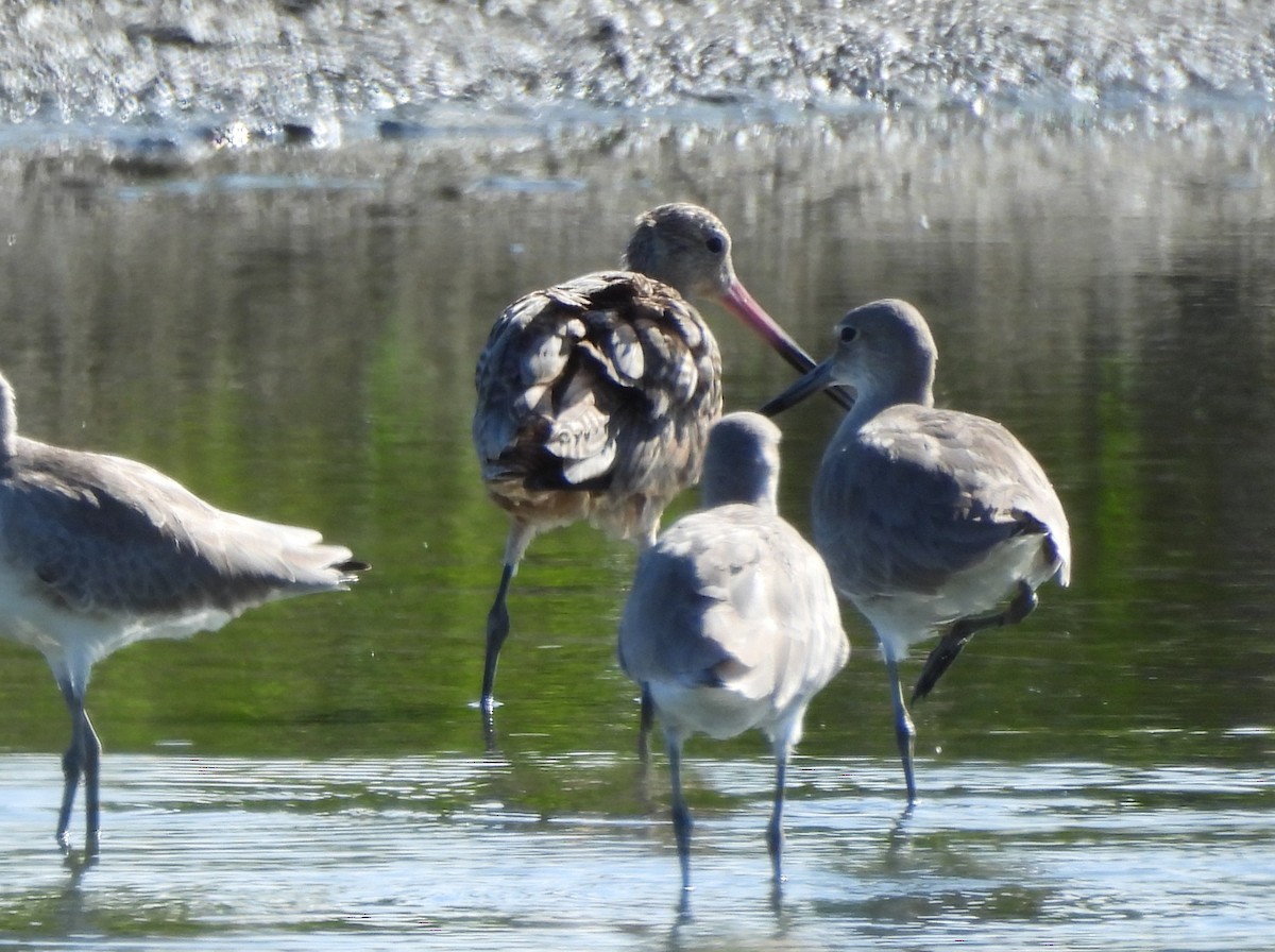 Marbled Godwit - ML646137460