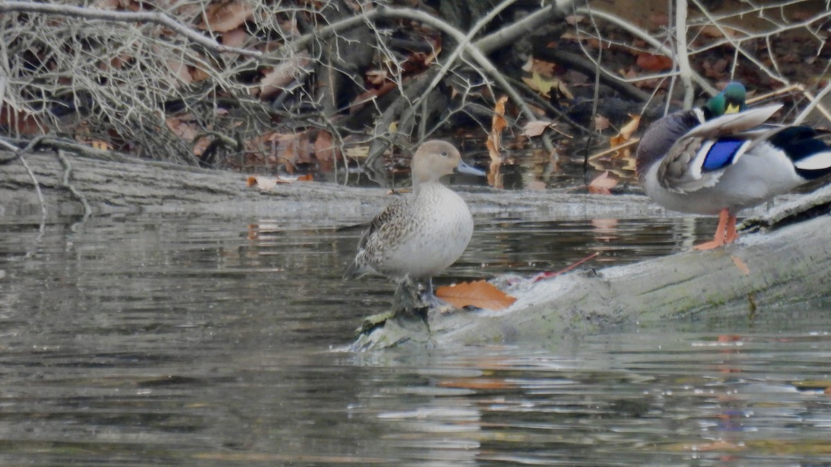 Northern Pintail - ML646137464