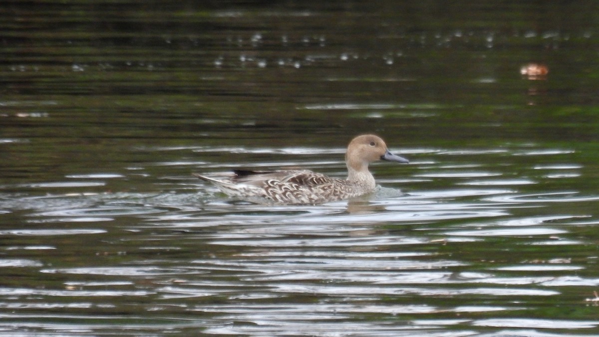 Northern Pintail - ML646137465
