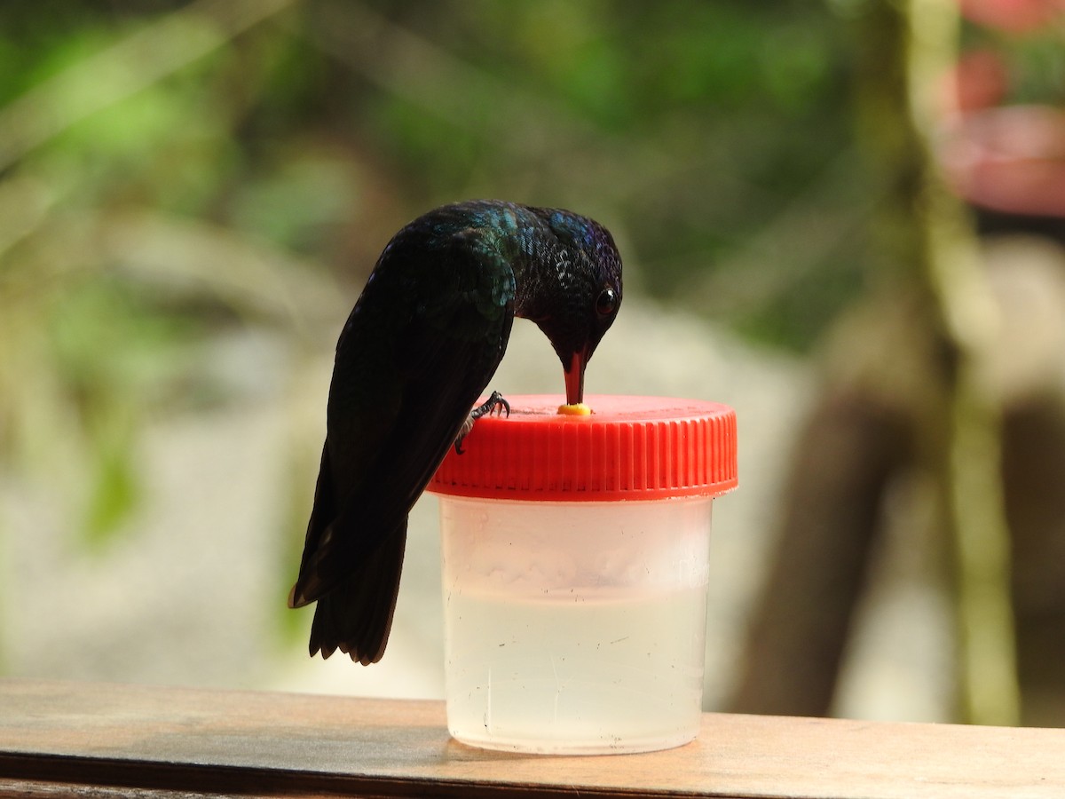 Golden-tailed Sapphire - ML646137466