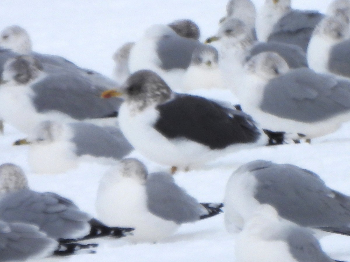 Lesser Black-backed Gull - ML646137467