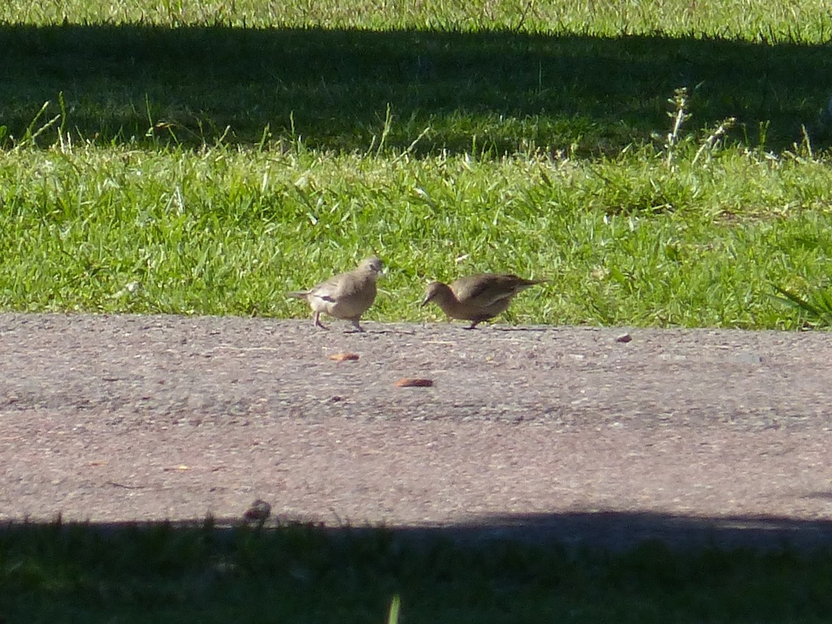 Picui Ground Dove - ML646137469