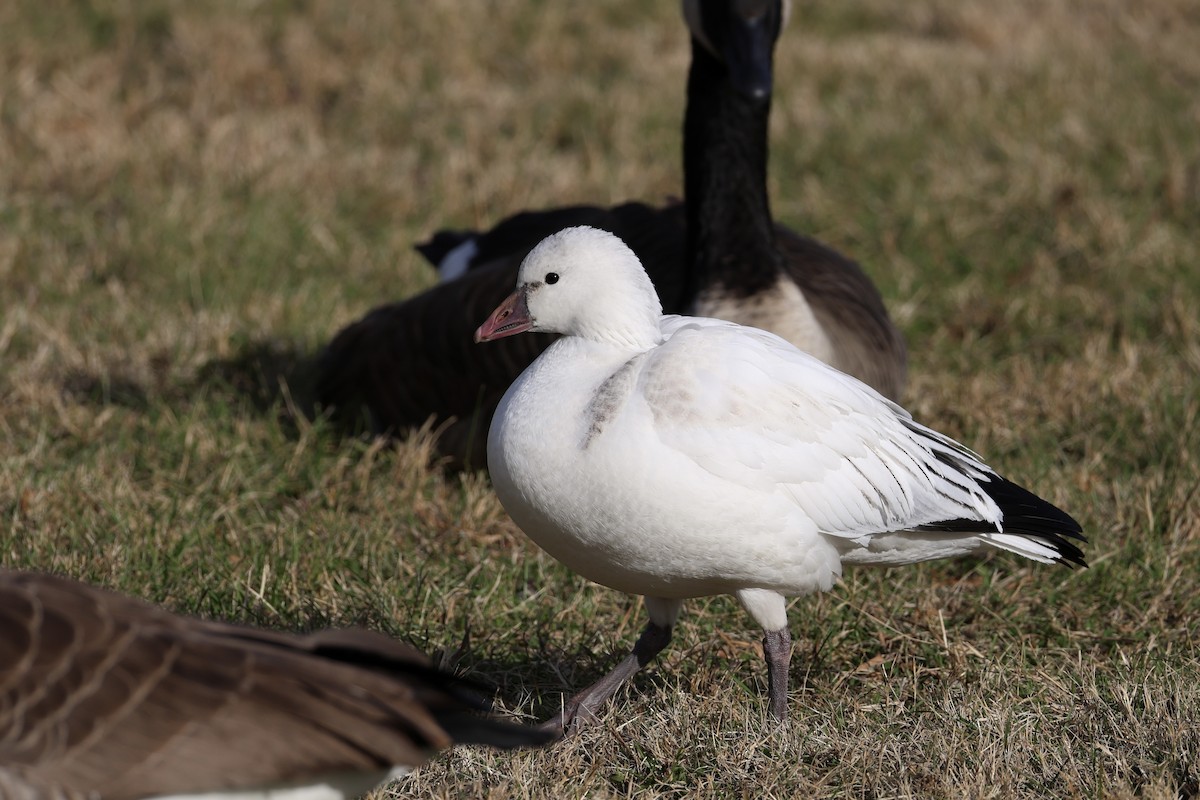 Ross's Goose - ML646137471