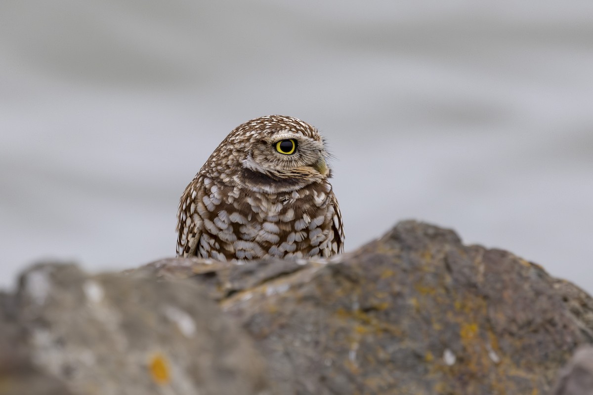 Burrowing Owl - ML646137472