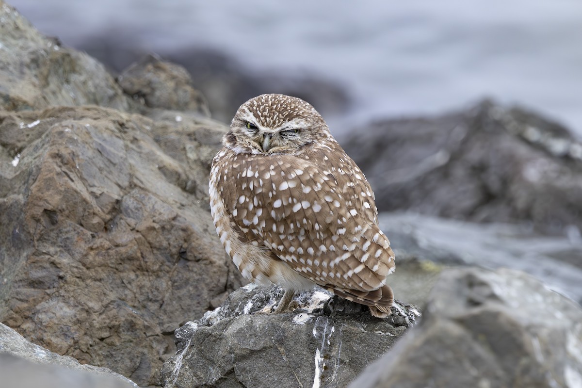 Burrowing Owl - ML646137473