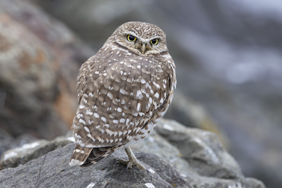Burrowing Owl - ML646137474