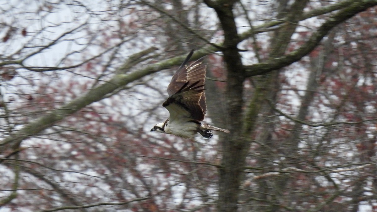 Osprey - ML646137475